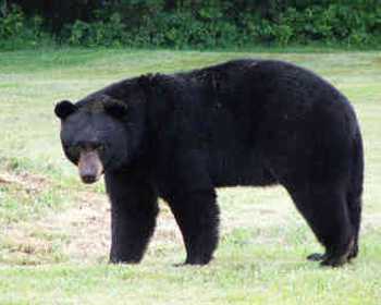 Animals Name In English And Marathi - प र ण Animals Name In