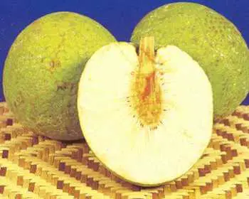 Will-breadfruit-solve-the-world-hunger- cachedthe fruit at the sub