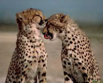 Cheetah in Tamil: 