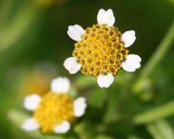 Assamese Flower Chart