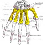 Next 120 - Human Body Parts in Malayalam: WhatIsCalled.com