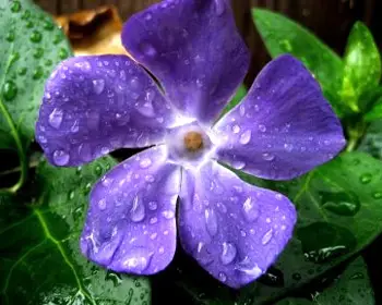 Marathi Flower Chart