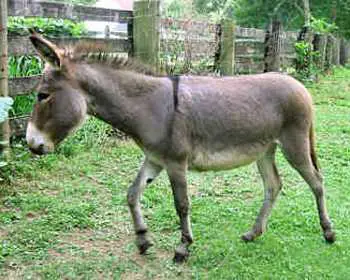 Donkey in Oriya: 