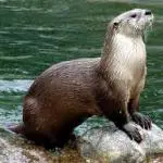 Otter in Malayalam: 