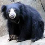 Sloth bear in Bengali: 